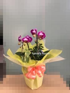 ご注文ありがとうございました。｜「フラワー＆グリーン　フミーズハウス」　（岡山県倉敷市の花キューピット加盟店 花屋）のブログ